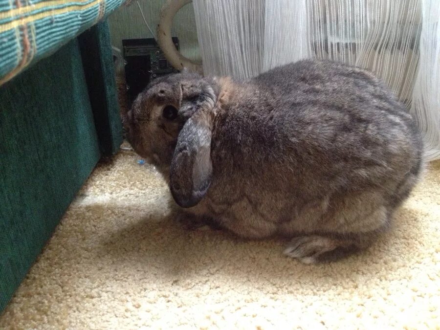 Хищный кролик новосибирск. Куда отдать кролика. Объявление отдам кролика. Приют для кроликов. Куда отдать кролика.