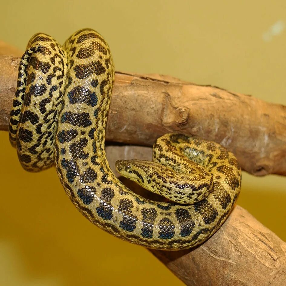 Анаконда в америке. Анаконда eunectes murinus. Желтая парагвайская Анаконда. Зеленая Анаконда (eunectes murinus). Змея Анаконда желтая.
