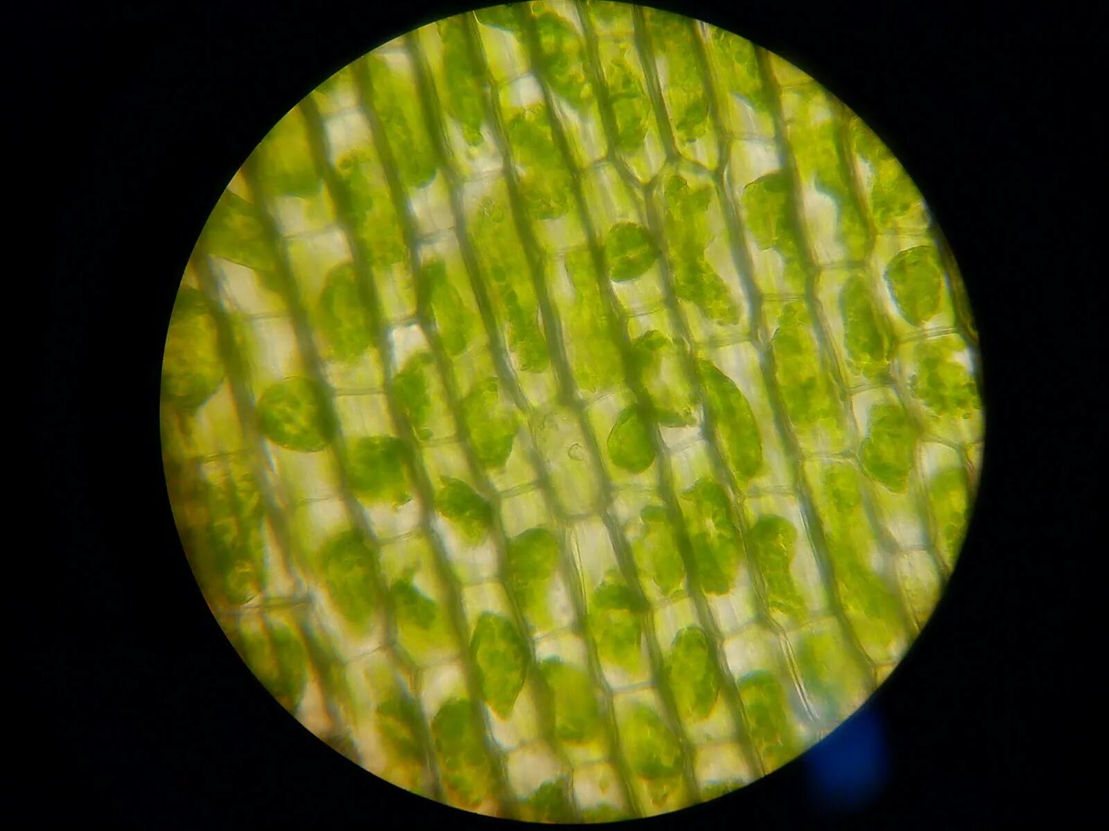Клетки алоэ. Плазмолиз элодеи. Плазмолиз в микроскопе.