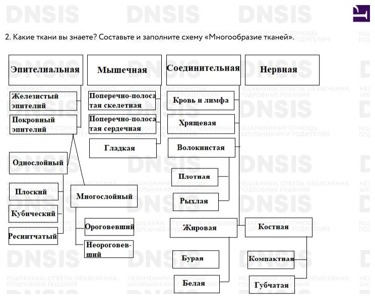 Биология 8 класс вопросы после параграфа