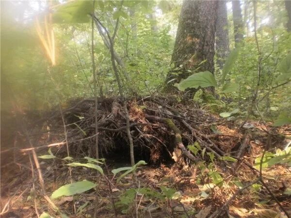 Берлога лучшие. Берлога медведя в лесу. Медвежья Берлога в лесу. Берлога медведя в осеннем лесу.