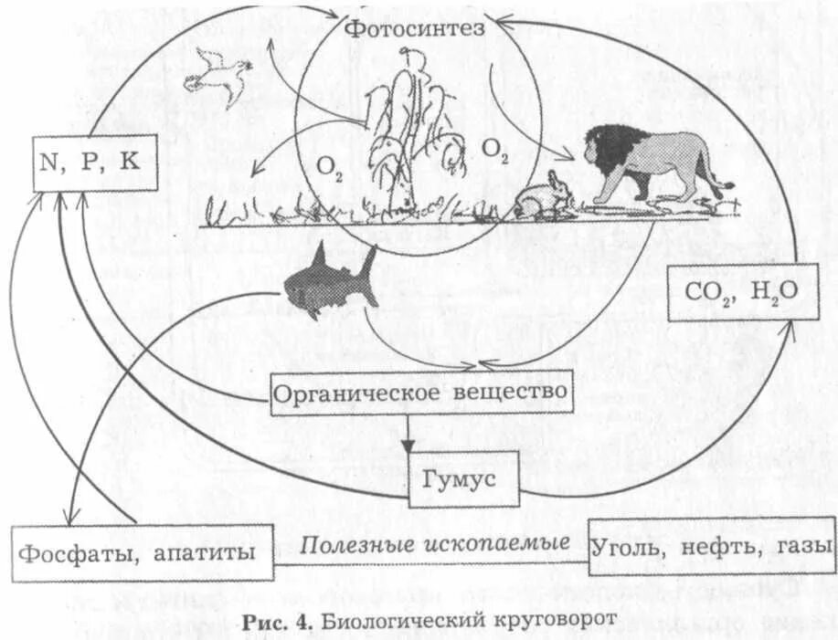 Дополни цепочку биологического круговорота. Биотический круговорот веществ в природе. Биологический круговорот веществ в природе рисунок. Малый биологический круговорот схема. Малый круговорот веществ в природе схема.