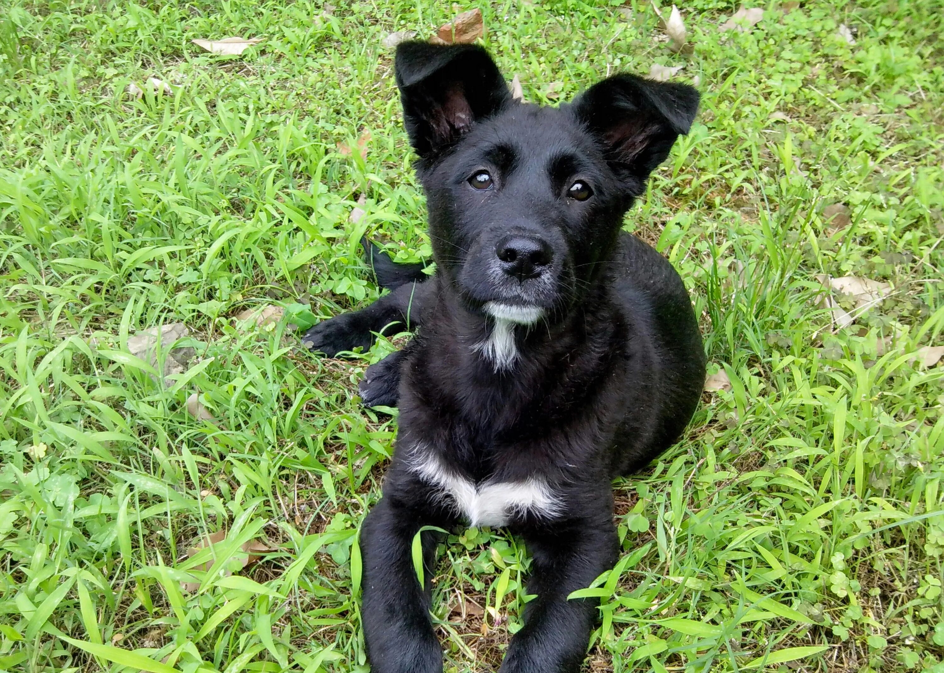 Alice has a big black dog. Собака дворняжка черная. Черный щенок дворняжки. Чёрная собака длворняна. Беспородная собака дворняжка черная.