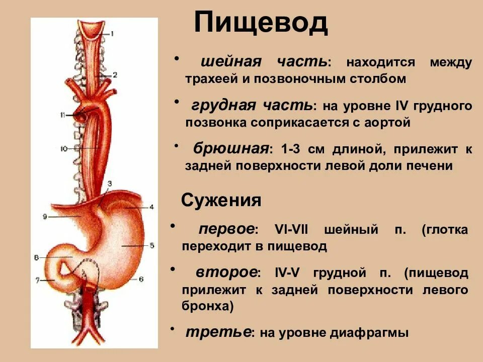 Пищевод какая она. Пищевод человека. Пищевод анатомия человека. Шейная часть пищевода. Строение пищевода человека.