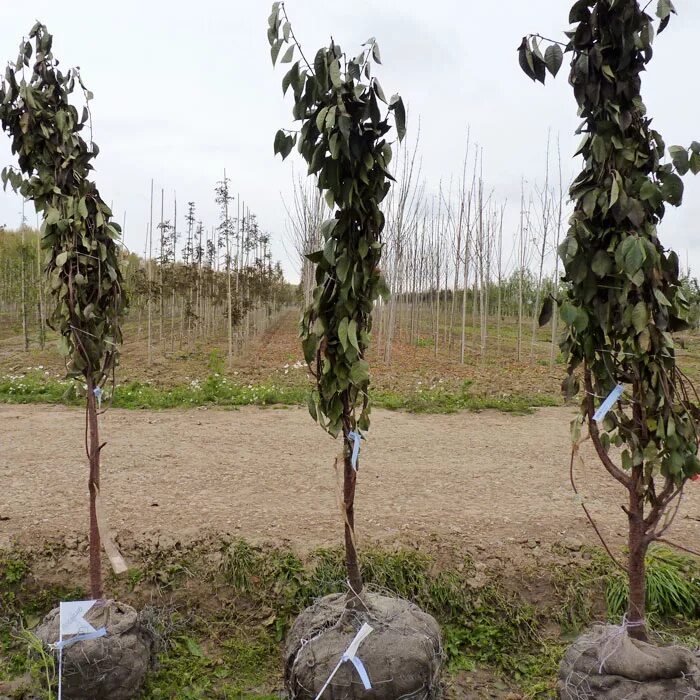 Несколько сажен. Мульчирование голубики корой. Алыча - семенной подвой. Колоновидная груша дерево. Мульчирование торфом.