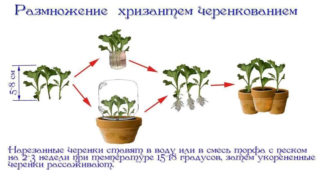 Хризантемы как черенковать в домашних условиях. Черенкование хризантем. Укоренить черенки хризантем. Черенковать хризантемы мультифлора,. Размножение хризантемы черенками.