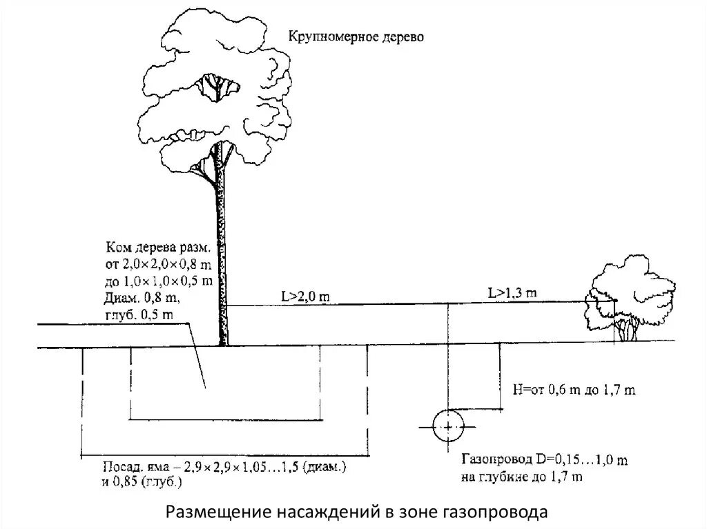 На каком расстоянии можно сажать кустарники. Нормы посадки деревьев. От газопровода до деревьев. Схема размещения деревьев. Посадка деревьев от газовой трубы.