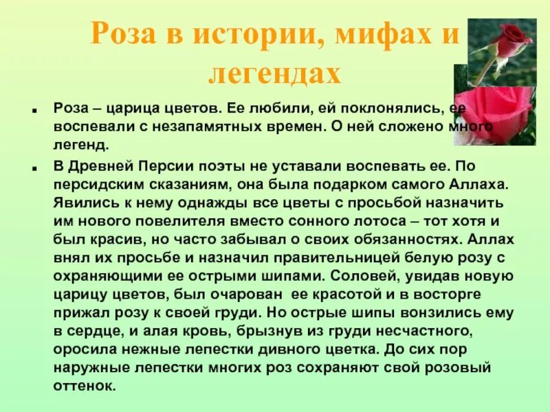 Почему розу назвали розой. Легенда о Розе. История происхождения розы.