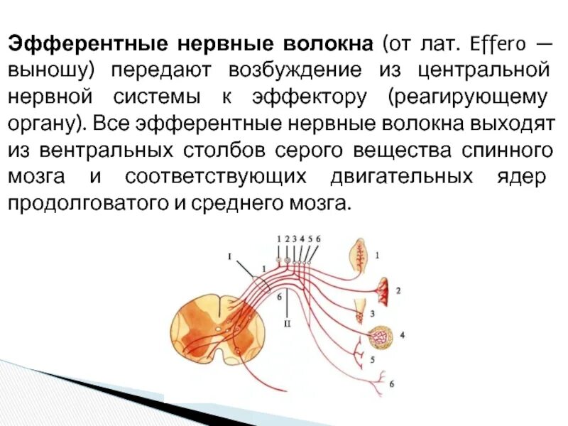 Нисходящий нерв. Афферентные волокна. Афферентные и эфферентные волокна. Афферентных и эфферентных нервных структур. Эфферентные нервные волокна.