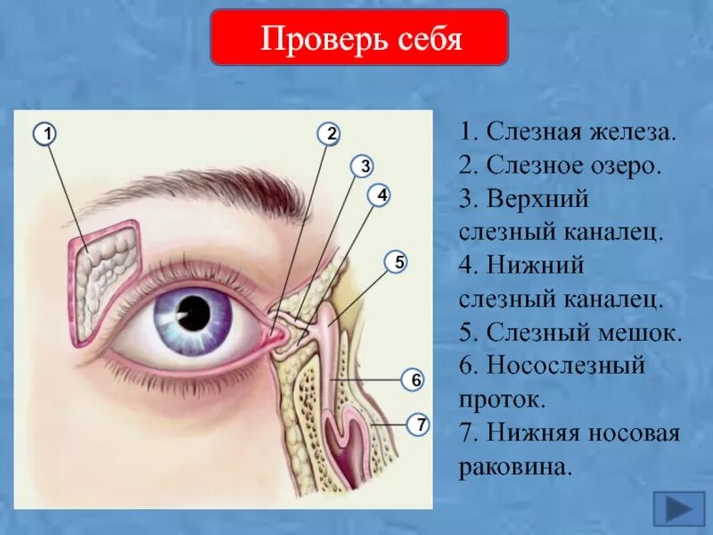 Где слезная железа. Слезный аппарат глаза слезная точка. Слезный проток мешок канальца. Слезная железа и слезный мешок. Мунтжаки слезные железы.