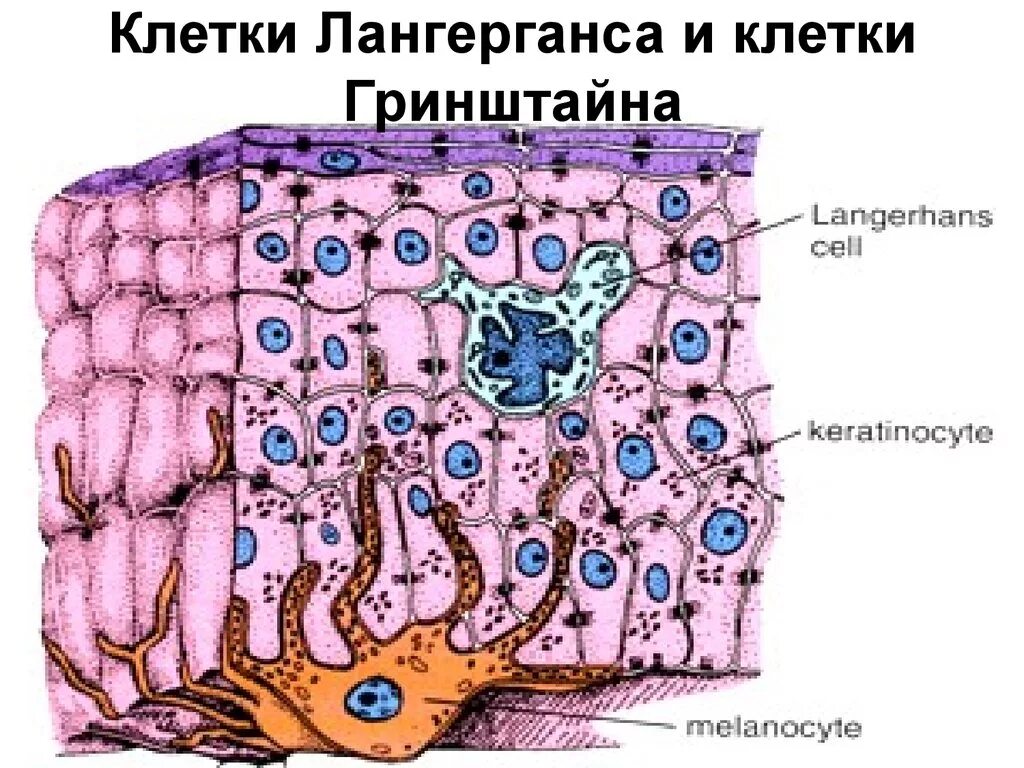 В т м клетки. Клетки Лангерганса гистология строение. Клетки Лангерганса в эпидермисе. Клетки Лангерганса в коже. Макрофаги кожи клетки Лангерганса.