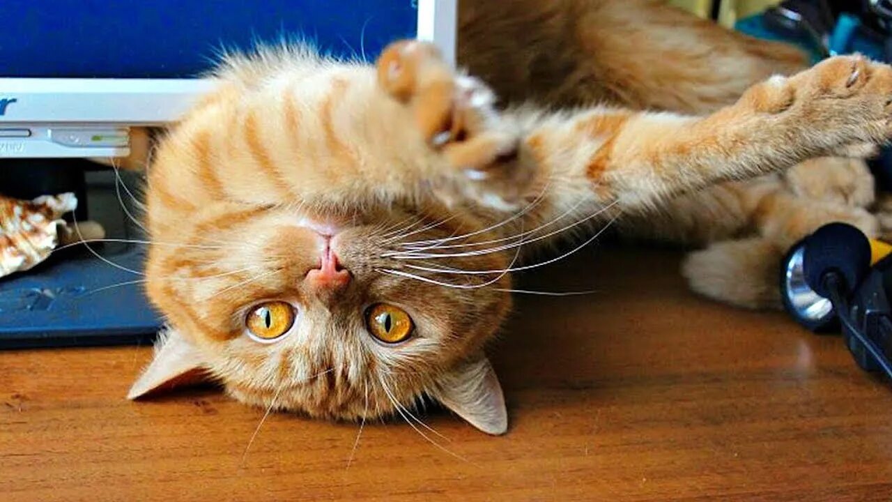 забавные коты видео. котики приколы. приколы с котами. смешные коты и кошки. коты смешилки.