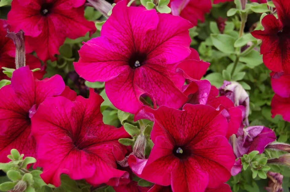Петуния грандифлора капри ред. Петуния грандифлора ультра плам. Петуния грандифлора сорта. Петуния грандифлора тритуния плам. Петуния грандифлора сорта.