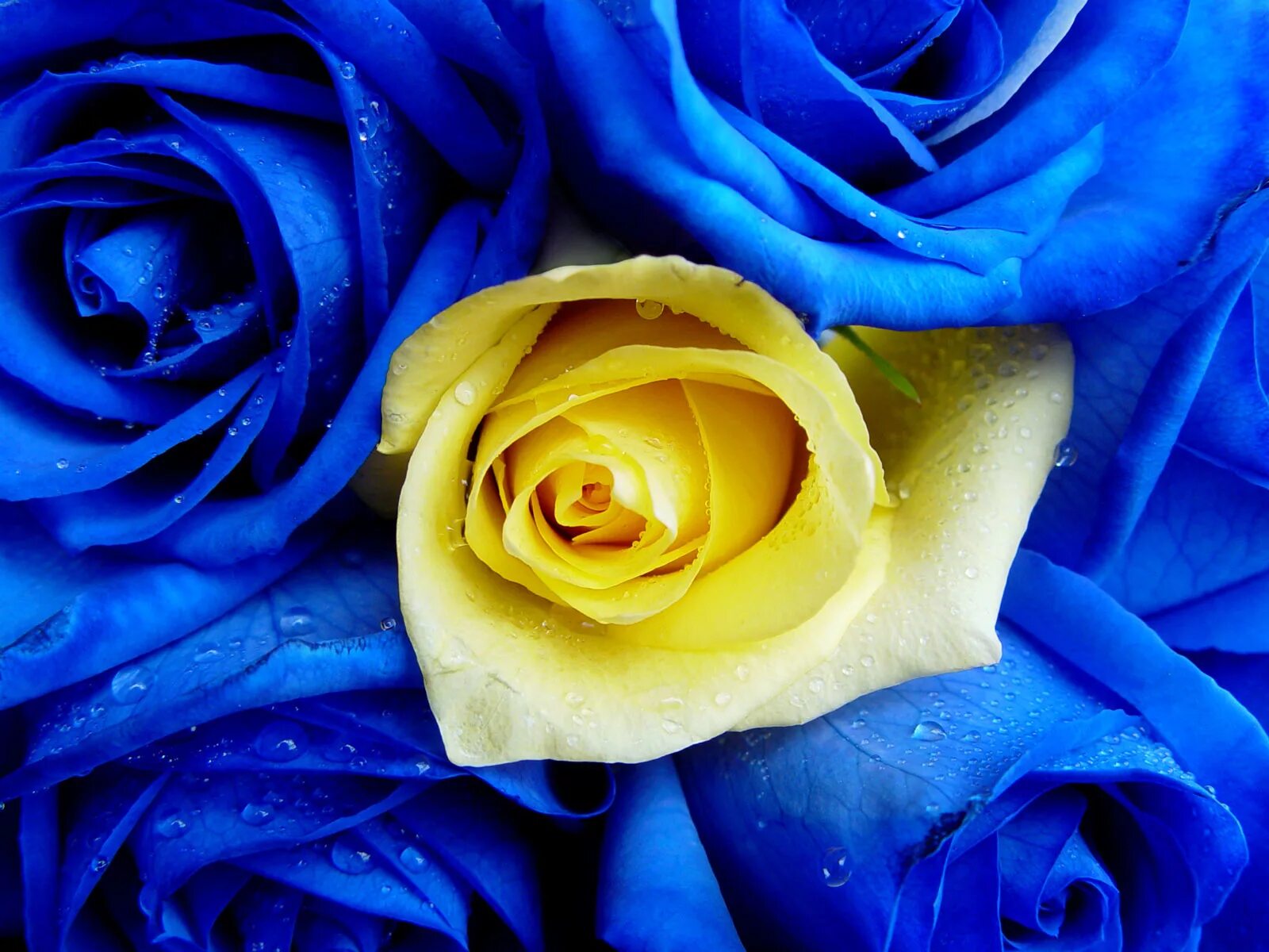 Синий желтый голубой. Синие яркие розы. Синий и желтый. Синяя роза. Синие и желтые розы.