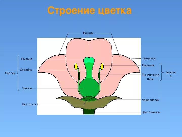 Цветок венчик зародыш какое понятие следует вписать. Строение цветка венчик венчик. Строение цветка схема венчик. Венчик у растений из чего состоит. Строение цветка венчик.