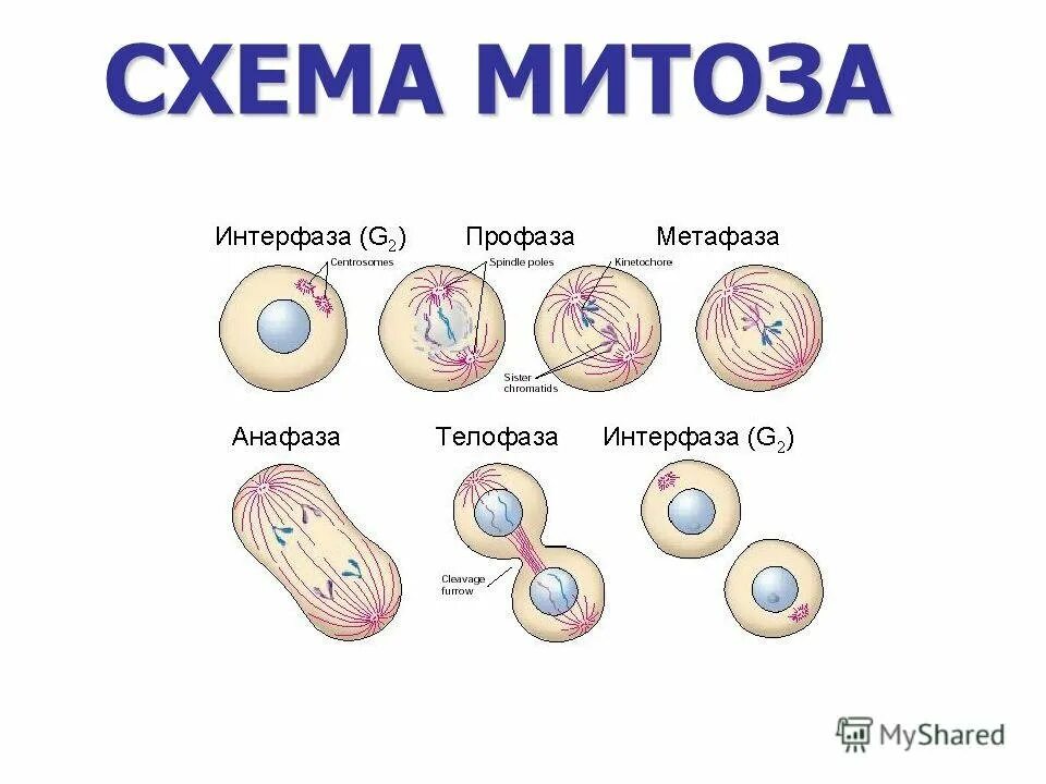 Деление клетки митоз. Деление клетки митоз схема. Схема деления митоза. Деление клетки амитоз схема. Схема митоза биология 9 класс.