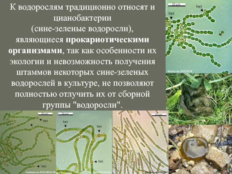 К однокдеточным зёным водрослям относятся. Хламидомонада зеленые зеленые водоросли. К зеленым водорослям относят. К зеленым водорослям относятся ответ. К зеленым водорослям относятся ответ.