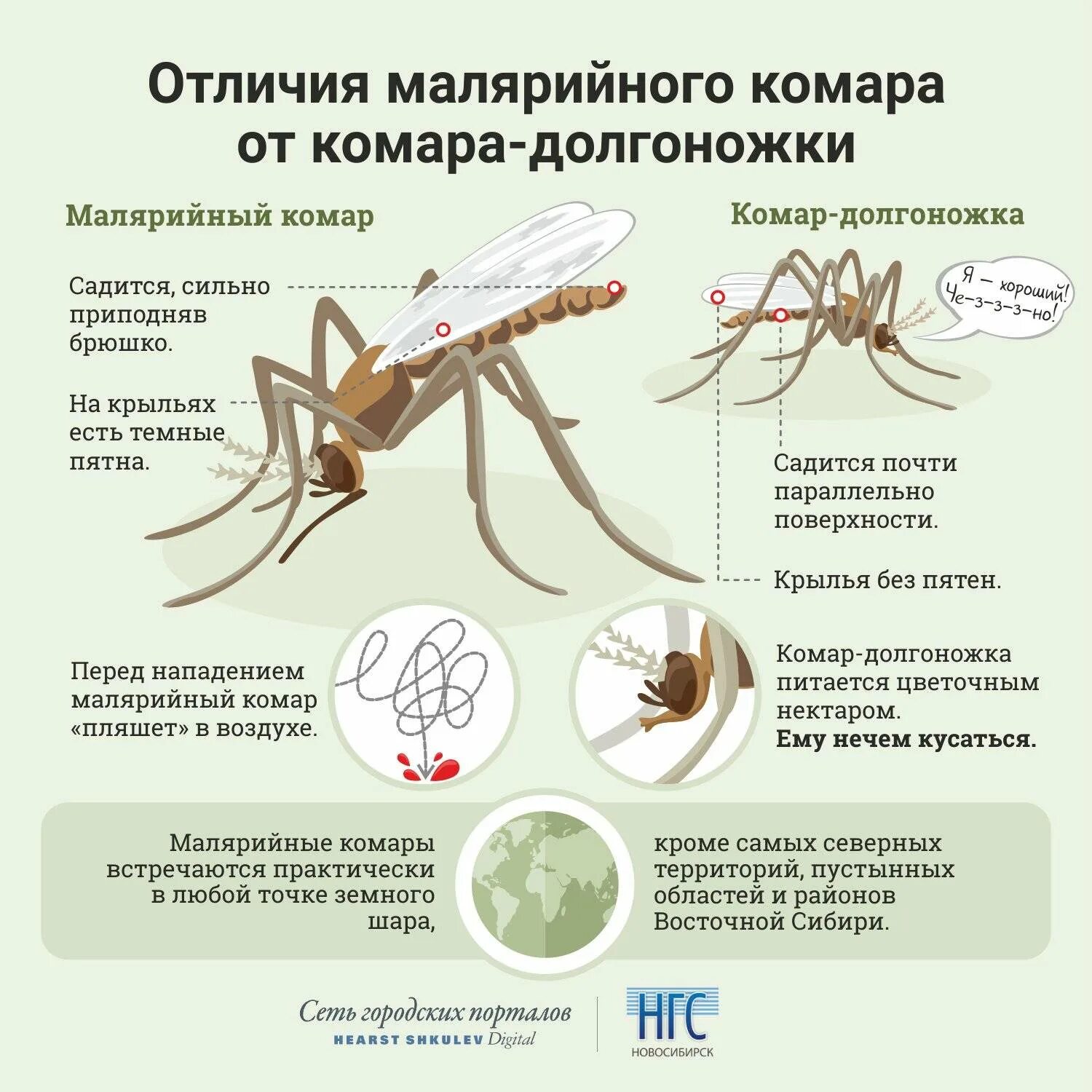 Какое развитие у малярийного комара. Ареал распространения малярийного комара. Размножение малярийного комара. Основные отличия малярийного комара. Комар Пискун и малярийный комар отличия.