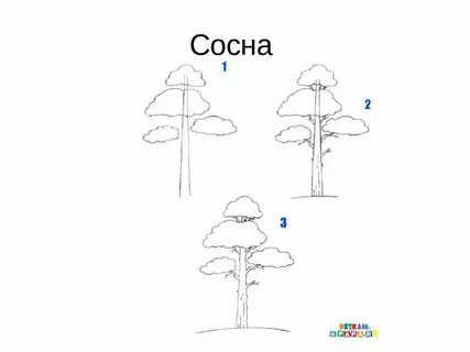 Нарисовать сосну карандашом для детей