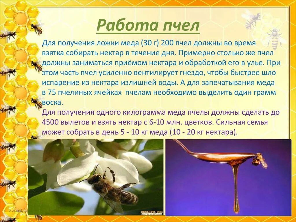 Текст про пчел. Тема пчел для презентации. Пчела для презентации. Сообщение о пчеловодстве. Пчеловодство презентация.