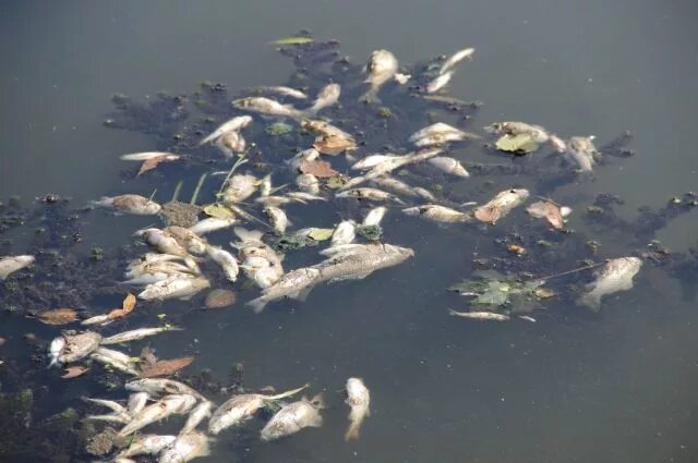 Рыба в грязной воде. Экологическая катастрофа реки Кирпили. Рыбы в загрязненной воде. Массовая гибель рыбы.