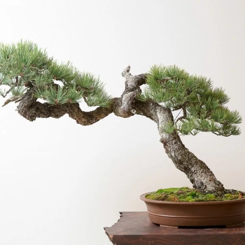 Дерево Pine Bonsai. Бонсай Пинус сосна. Сосна Банкса бонсай. Бонсай хвойный.