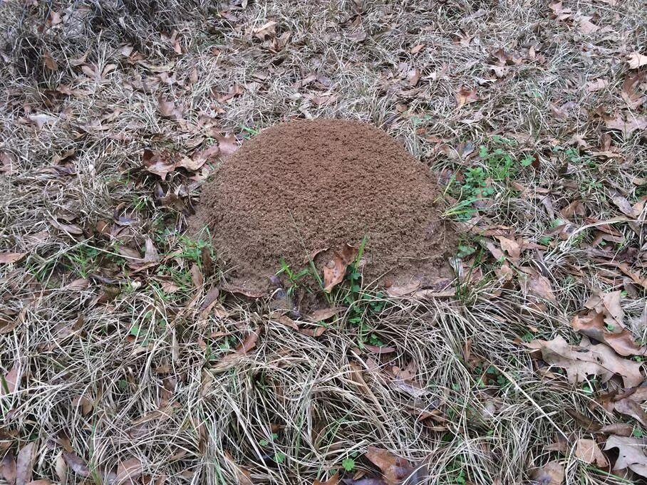 В небольшом муравейнике который. Муравейник маленький. Муравейник в песке. Муравейник на газоне. Муравьиная кочка.