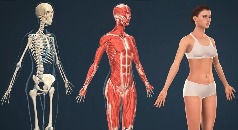 Человеческая сторона человека. Анатомия женского тела. Человеческое тело женское. Организм женщины. Тело человека женщина.