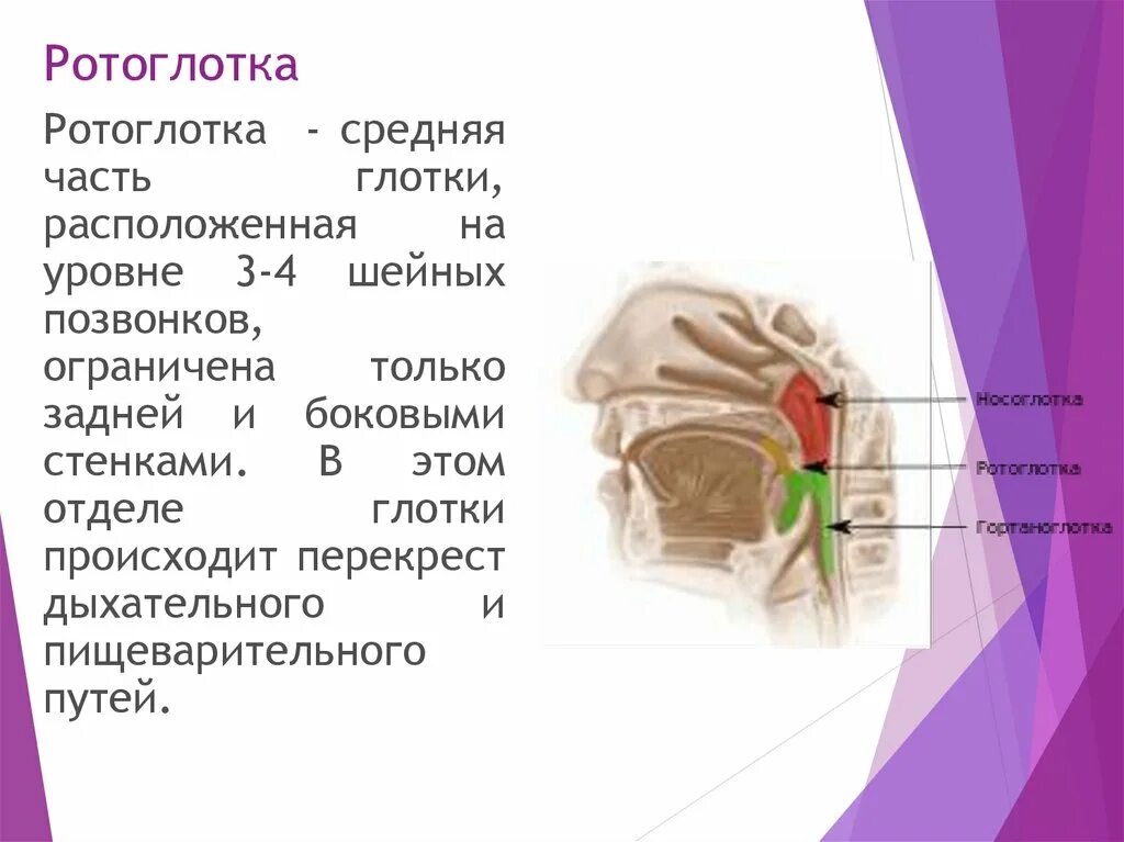 Какая функция глотки. Задняя стенка ротоглотки анатомия. Строение ротоглотки и функции.