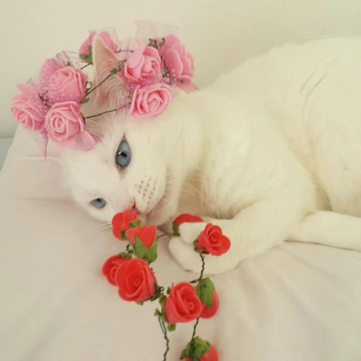 Кошка с цветами. Белый котенок с цветами. Белая кошка с цветами. Милая кошечка с цветочком. Prekrasnoe dalyoko кошечка