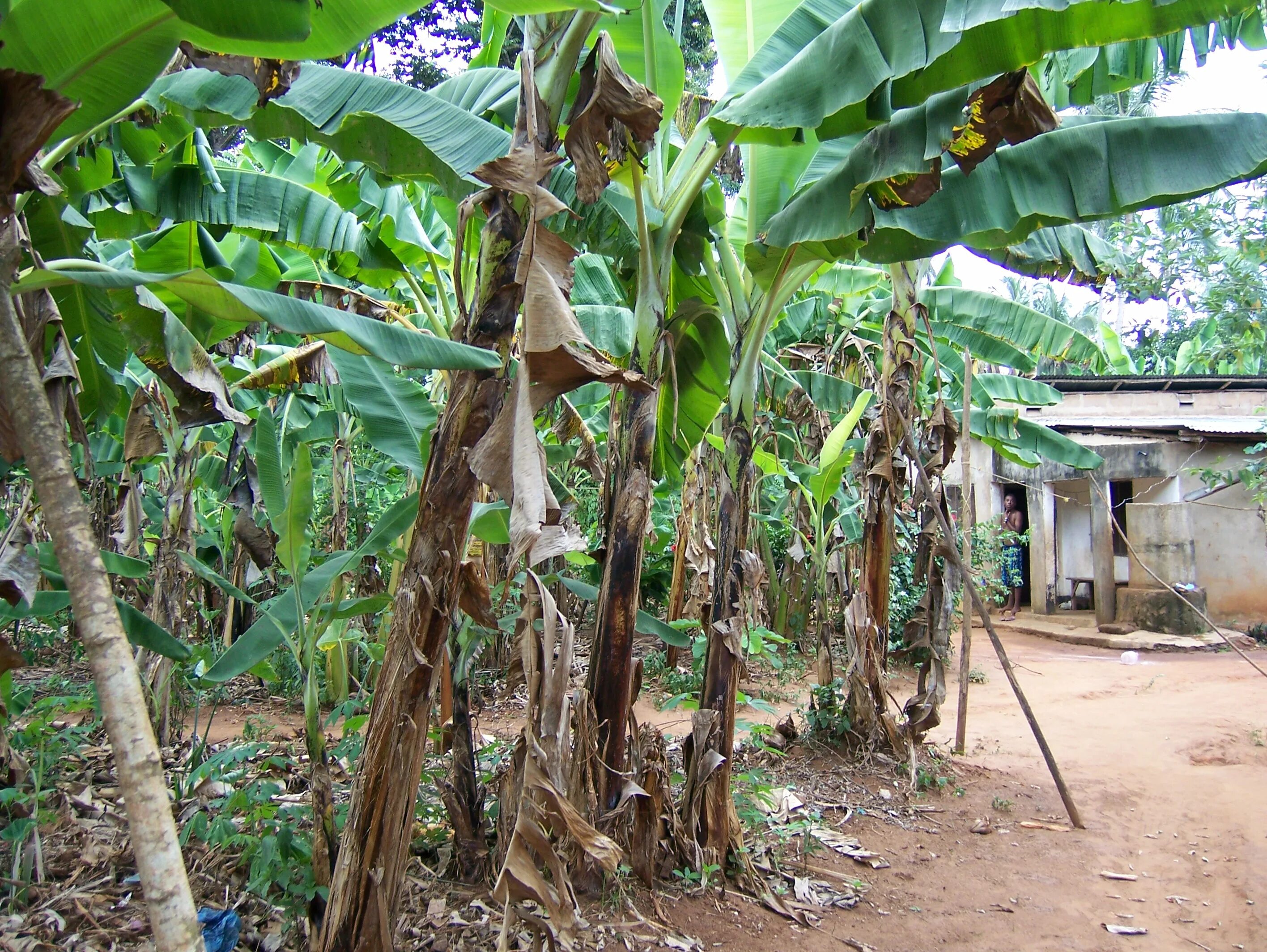 Vanilla tree