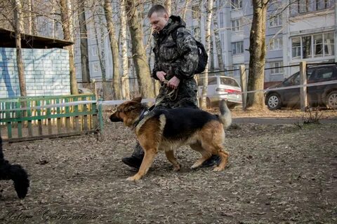 Где обучиться на кинолога