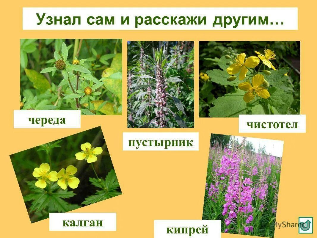 Череда чистотел. Лекарственные растения. Лекарственные цветы. Лечебные травы названия. Название лекарственных растений леса.