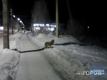 Где сейчас волки