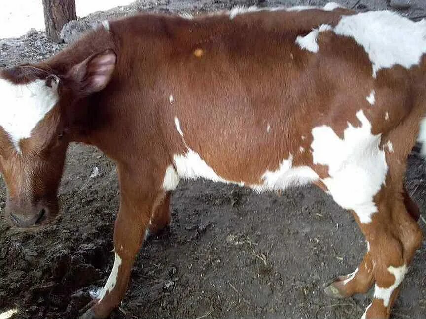 Порода симментальская ,айрширская. Бычки белгородская область. Годовалый бычок. Молодняк крс симментальской породы. Айрширская порода быков.