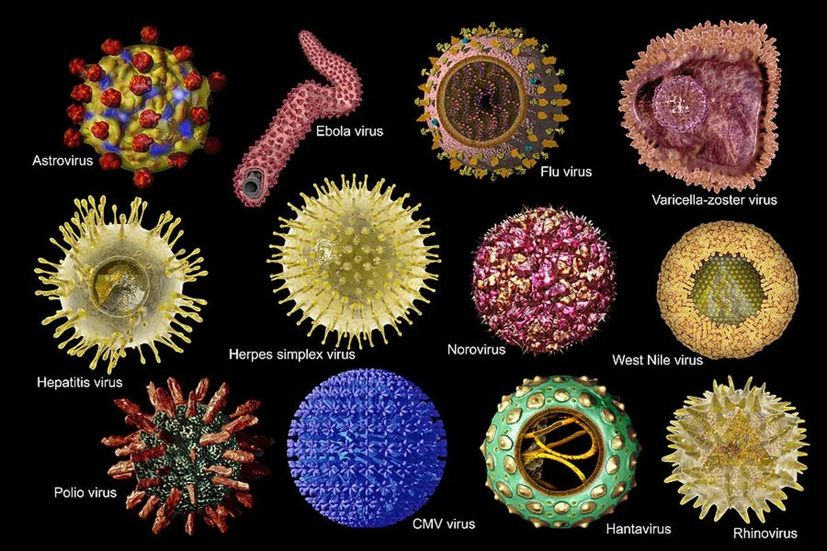 Есть ли вирусы в картинках. Вирус коронавирус под микроскопом. Вирус гриппа под микроскопом и коронавирус. Вирус коронавирус микроскоп. Вирус герпеса под микроско.
