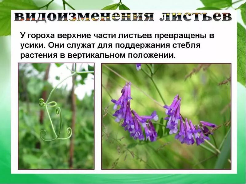 Видоизменение листьев гороха. Видоизменения листьев. видоизмененные листья растений. растения которые превращаются в усики. вывод листок растения.
