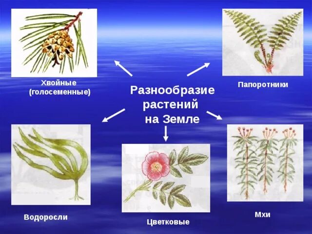 Хвойные 3 класс. Разнообразие растений. Папоротники хвойные цветковые. Водоросли мхи папоротники хвойные цветковые. Группа растений водоросли мхи папоротники хвойные цветковые.