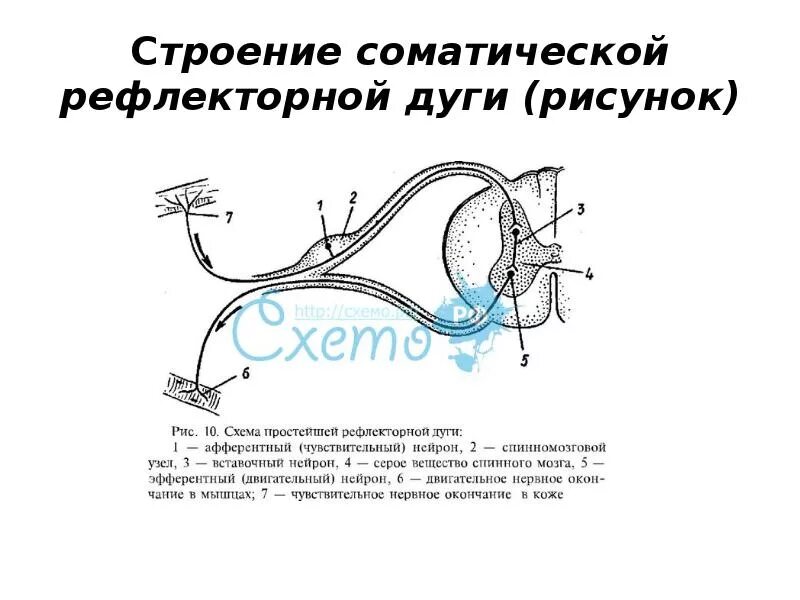 Схема простой рефлекторной дуги анатомия. Схема сложной рефлекторной дуги соматического рефлекса. Простая рефлекторная дуга схема гистология. Рефлекторная дуга соматического рефлекса.