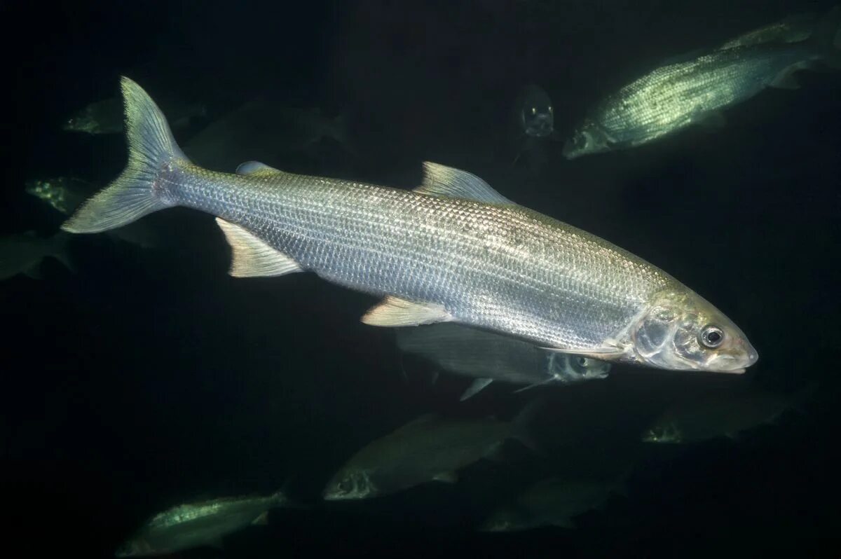 Рыба нельма описание. Белорыбица Нельма. Нельма Stenodus leucichthys Nelma. Муксун - Coregonus muksun. Нельма (Stenodus leucichthys).