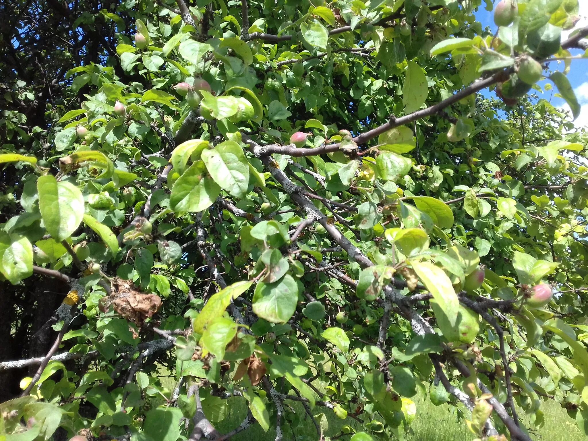 Дикая яблонька. Яблоня Лесная Malus Sylvestris. Яблоня Лесная (дичок). Яблоня Лесная (Дикая) (Malus Sylvestris). Яблоня дичка.