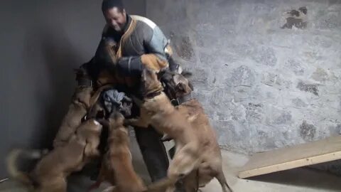 Видео малинуа в работе