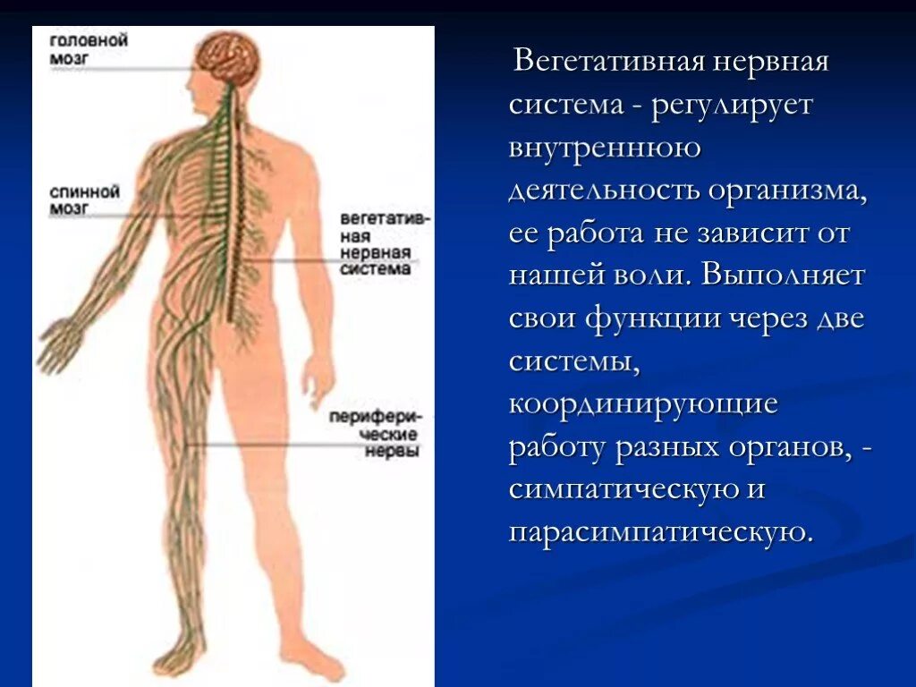 Нарушение нервной системы 8 класс. Вегетативная нервная система. Вегетативнаянерваня система. Вегетативная нервная система регулирует. Вегеьтативная сиситема человек.