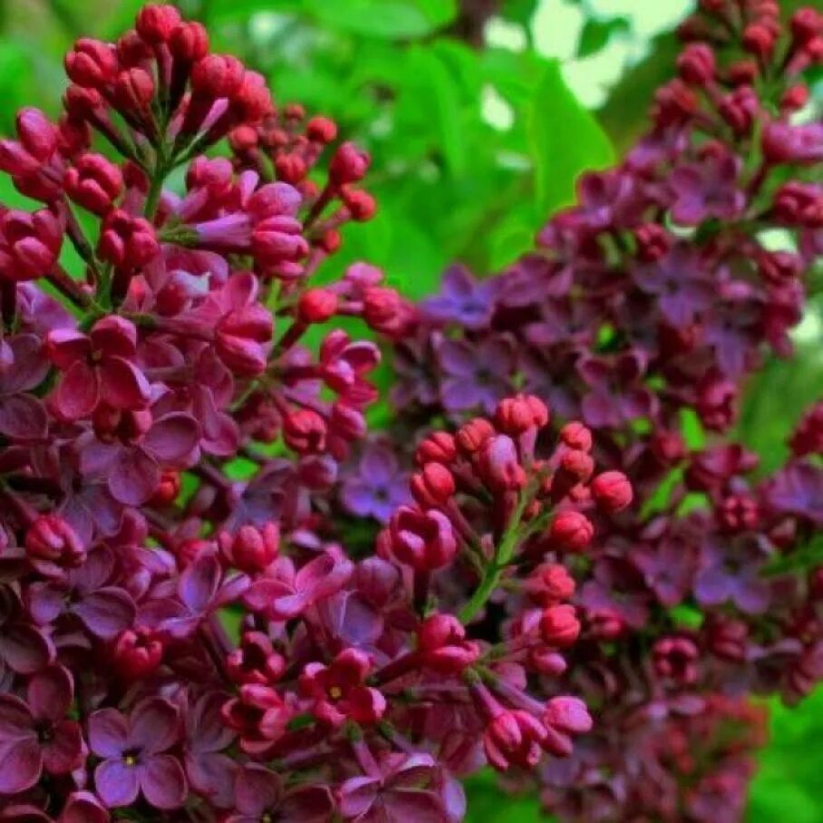 Сирень обыкновенная (Syringa vulgaris l.). Сирень обыкновенная Znamya Lenina. Сирень Знамя Ленина. Сирень памяти Людвига Шпета. Сирень красная купить