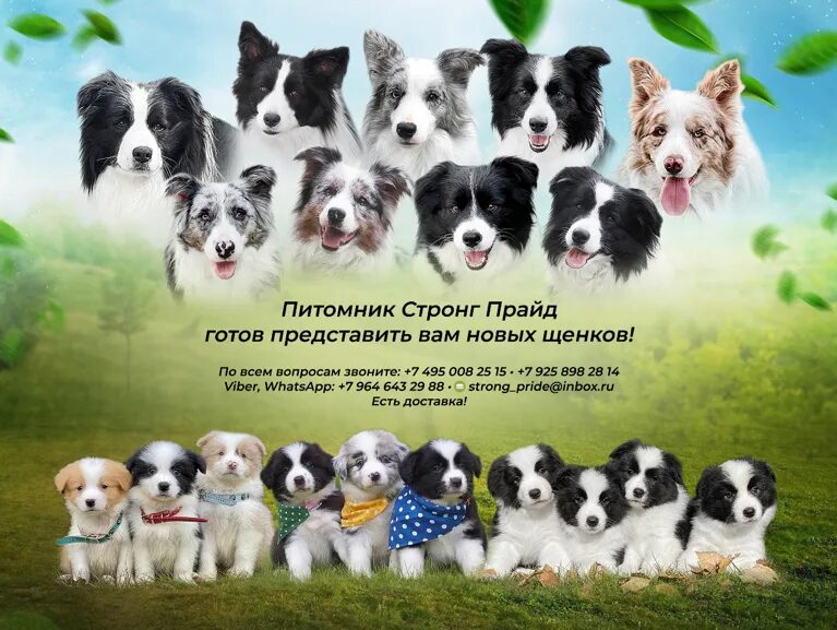 Питомник олимпус прайд. Питомник прайд алабаи. Прайд кеннел корма. Энжедас прайд питомник. Арт прайд питомник.