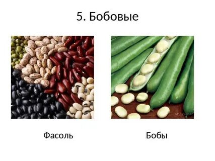 Бобовые это