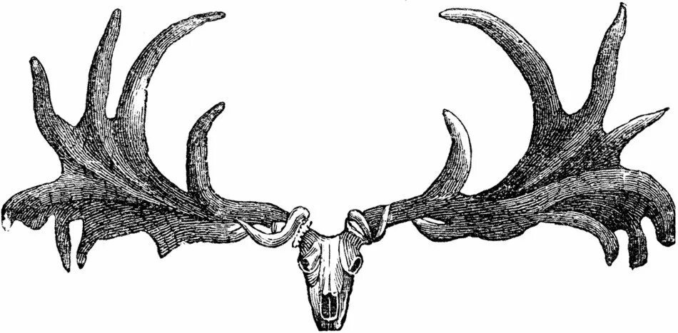 Megaloceros giganteus. Рога лося. Рога оленя. Череп оленя. Рога лист