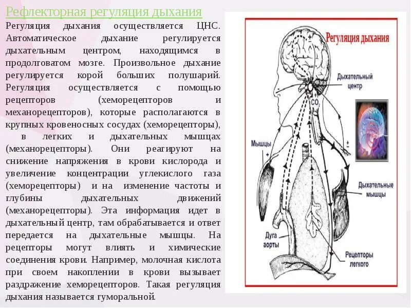 При угнетении дыхательного центра возникает