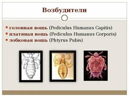 Вши возбудители