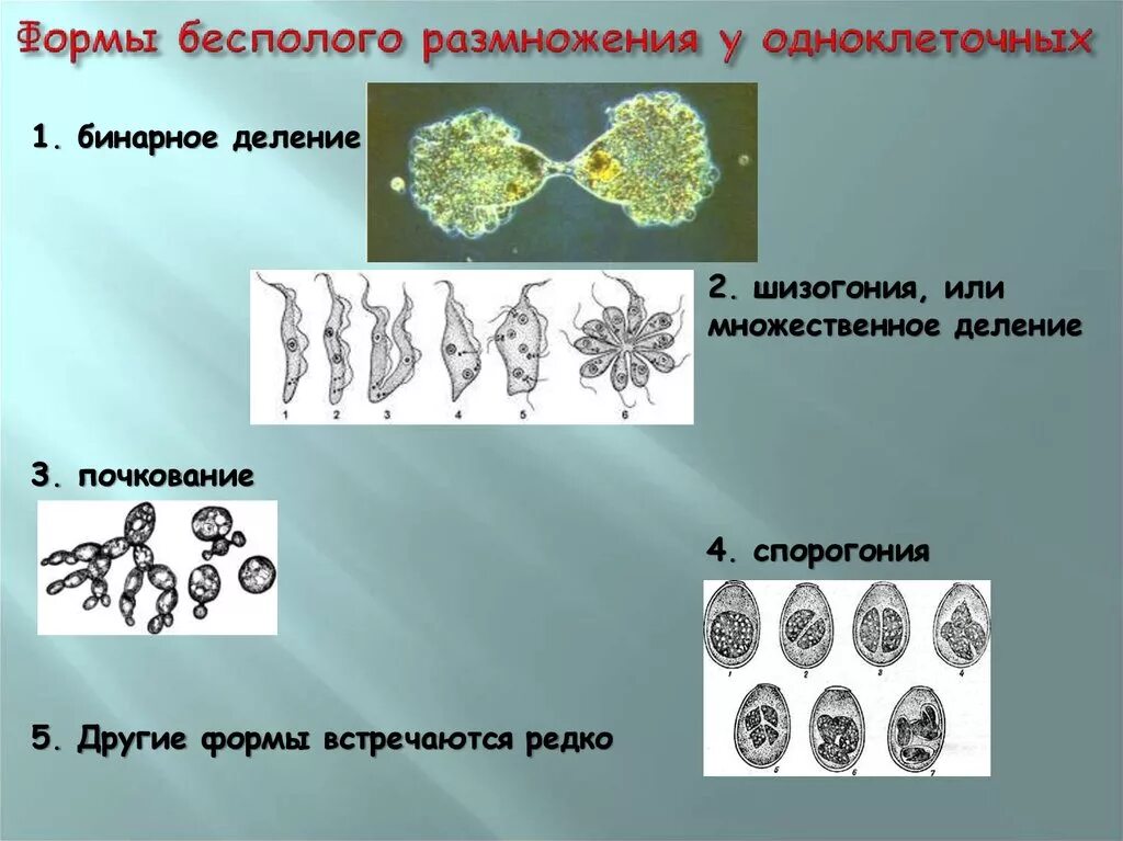 Деление клетки спорообразованием. Бесполое размножение одноклеточных. Формы бесполого размножения у одноклеточных. Размножение одноклеточных. Виды размножения одноклеточных.